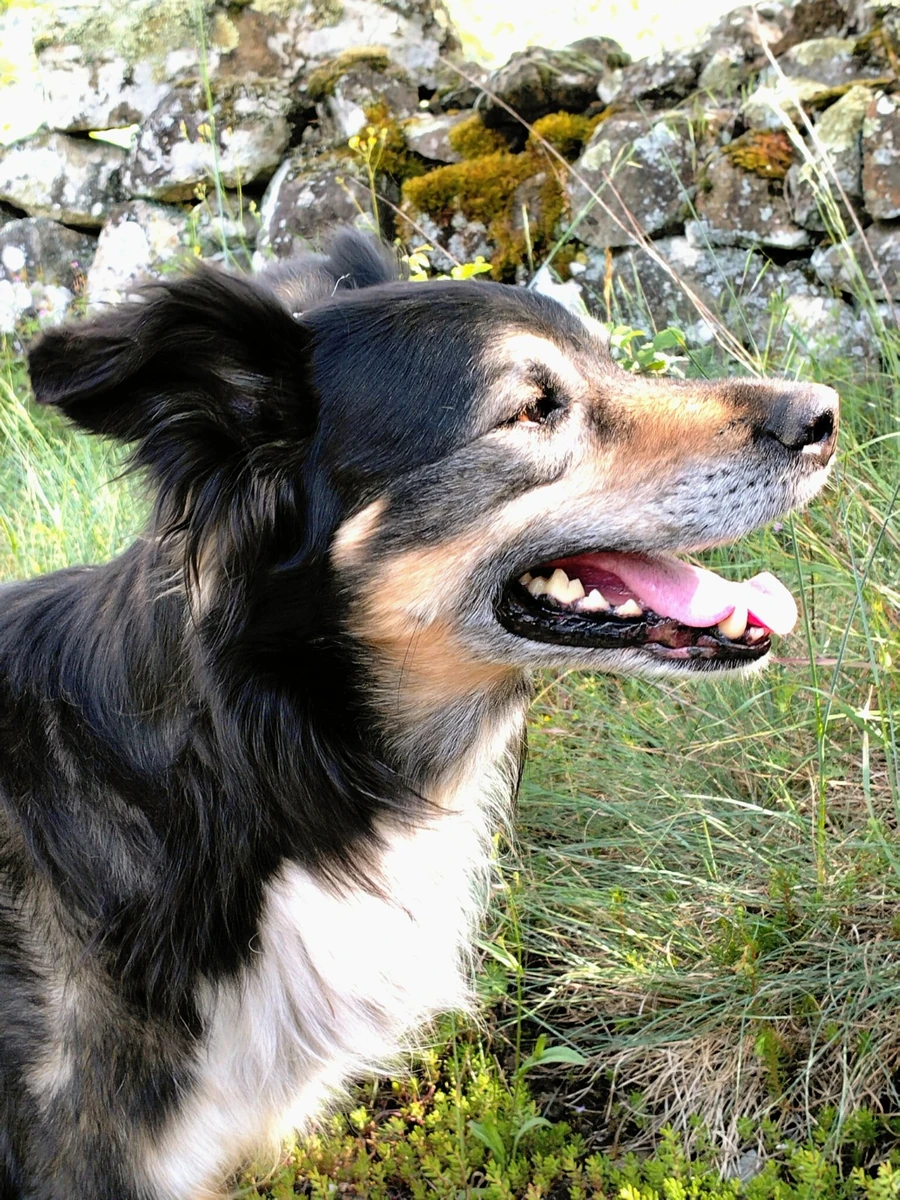 Spirit, le chien compagnon de route de Cap Vivant